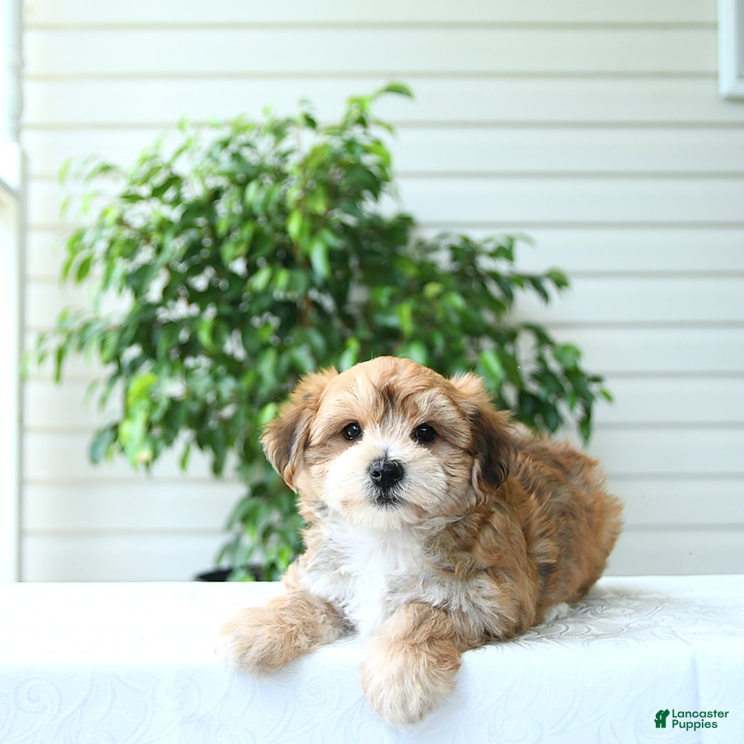 Yochon dogs for sale: Calvin - Image 5