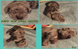Great Dane dogs for sale: Baby Boy Dark Green - Image 1