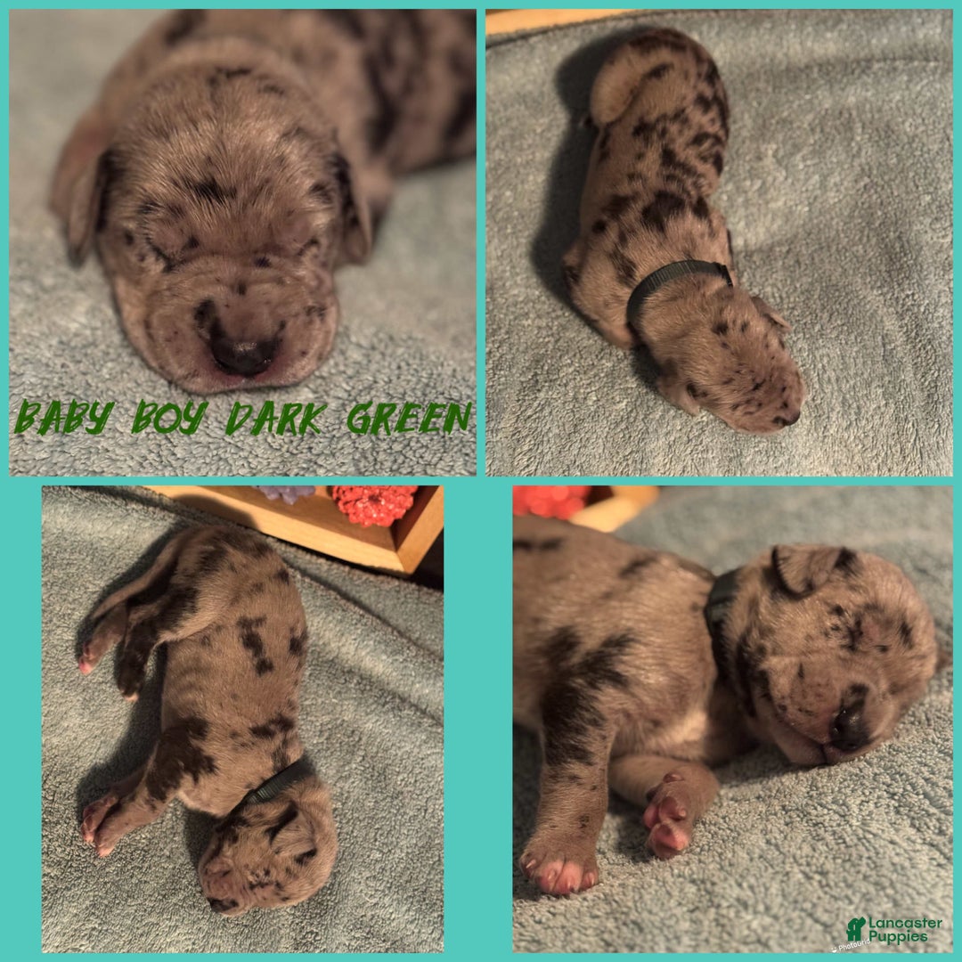 Great Dane dogs for sale: Baby Boy Dark Green - Image 1
