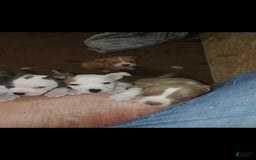American Pit Bull Terrier dogs for sale: Nyla - Image 6