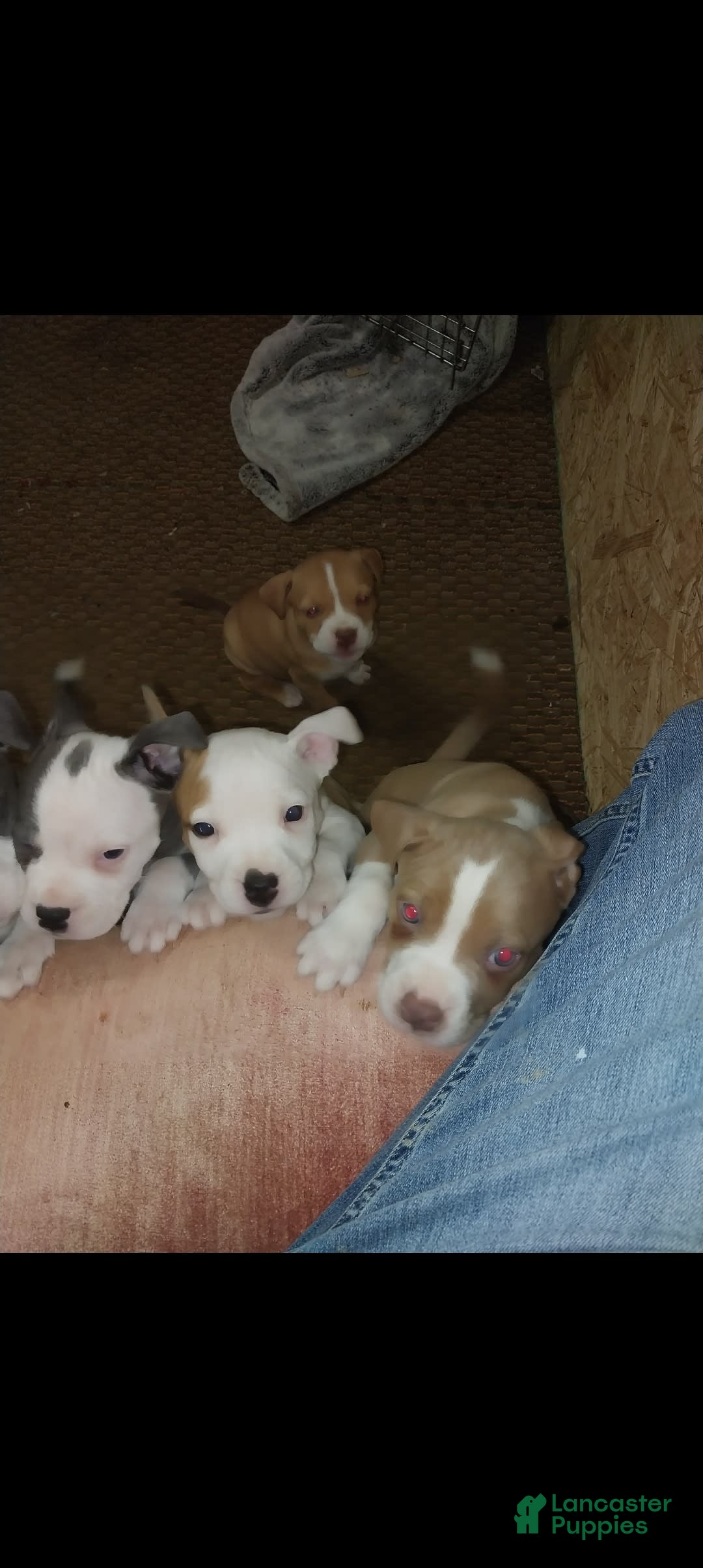 American Pit Bull Terrier dogs for sale: Nyla - Image 6