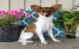 Papillon dogs for sale: Pongo - Image 25