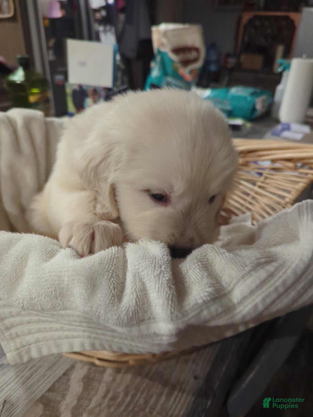 Golden Retriever dogs for sale: Orange - Image 1