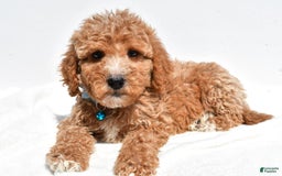 Mini Goldendoodle dogs for sale: Tabbi - Image 2