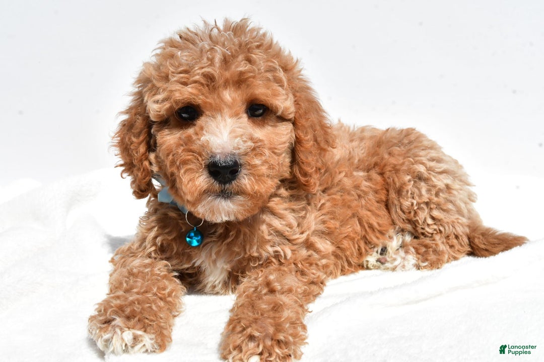 Mini Goldendoodle dogs for sale: Tabbi - Image 2