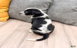 Dalmatian dogs for sale: Oreo - Image 1