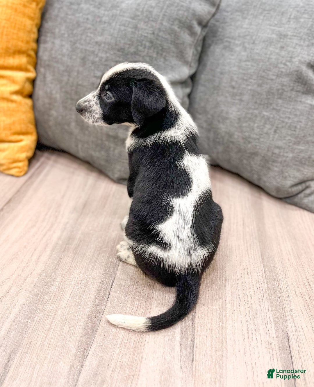 Dalmatian dogs for sale: Oreo - Image 1