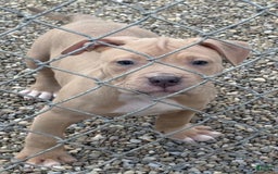 American Pit Bull Terrier dogs for sale: Stirrfry - Image 3