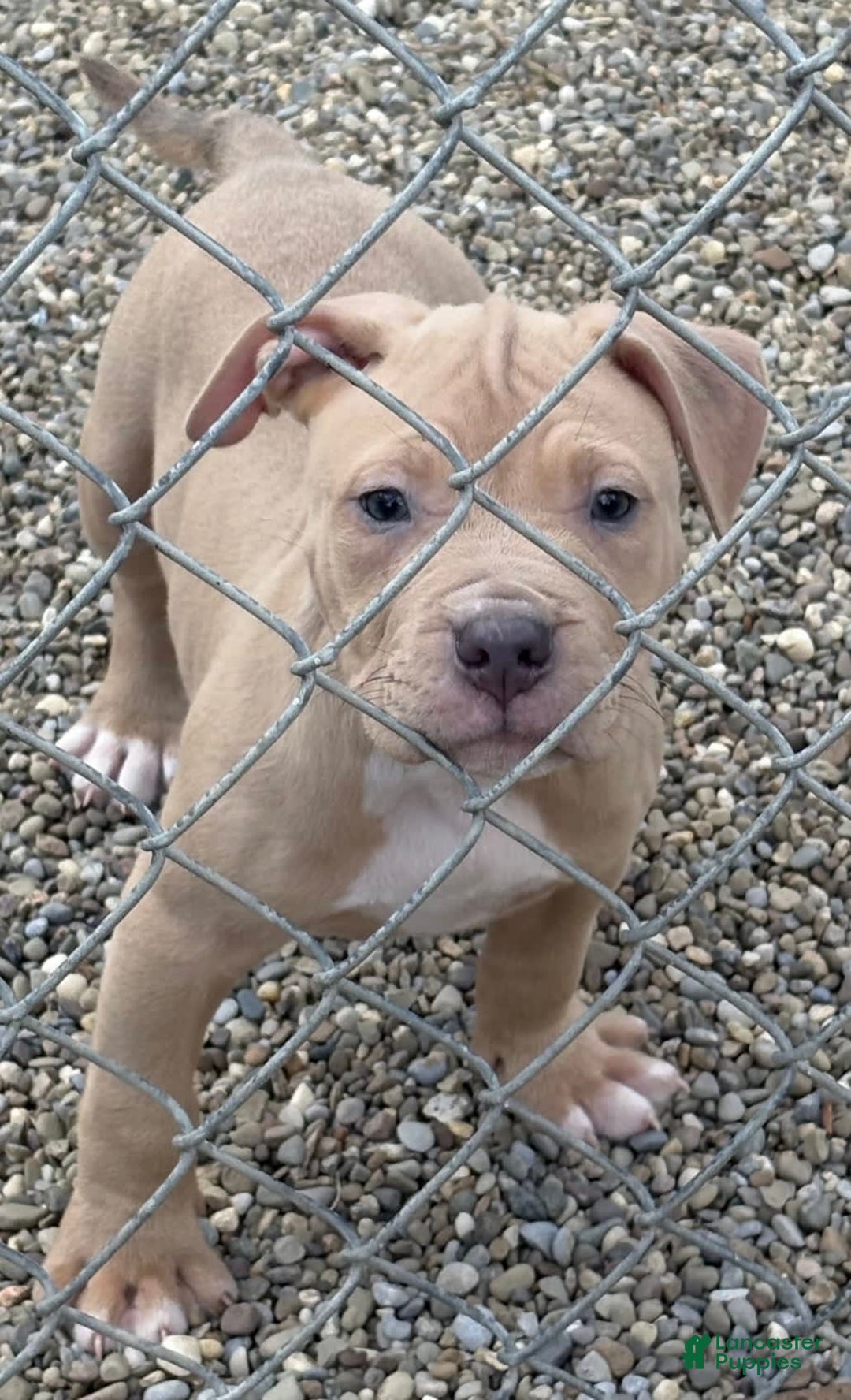 American Pit Bull Terrier dogs for sale: Stirrfry - Image 3