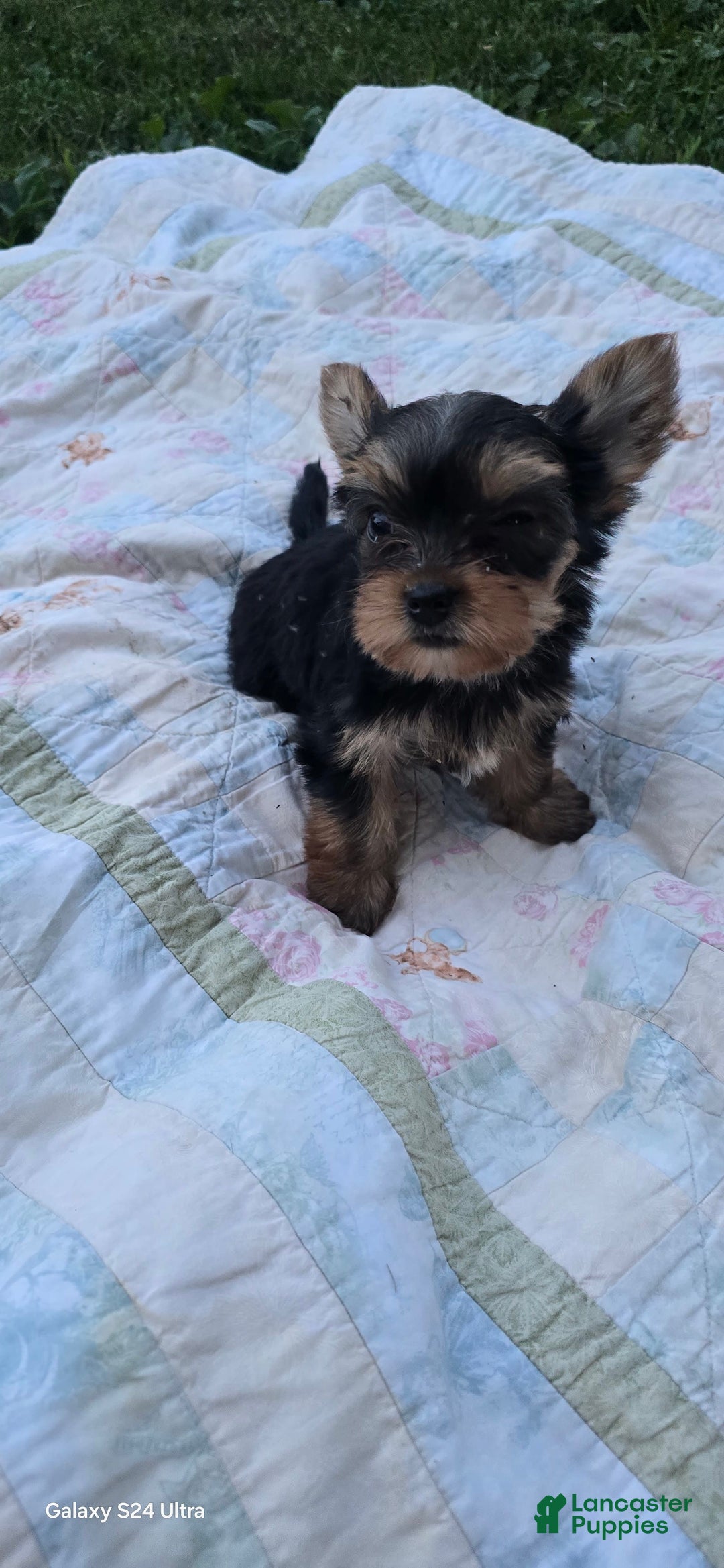 Yorkshire Terrier dogs for sale: Cc - Image 16