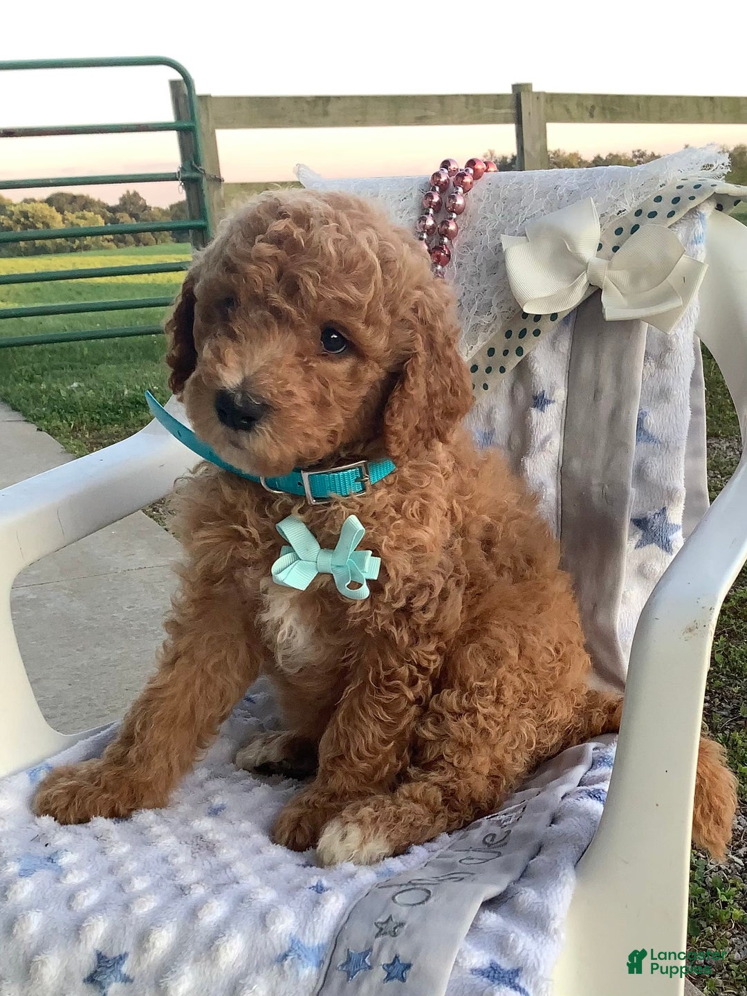 Goldendoodle dogs for sale: Kobe F2b - Image 26