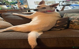 Gerberian Shepsky dogs for sale: Ruby - Image 2