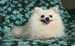 Pomeranian dogs for sale: Gloria - Image 2