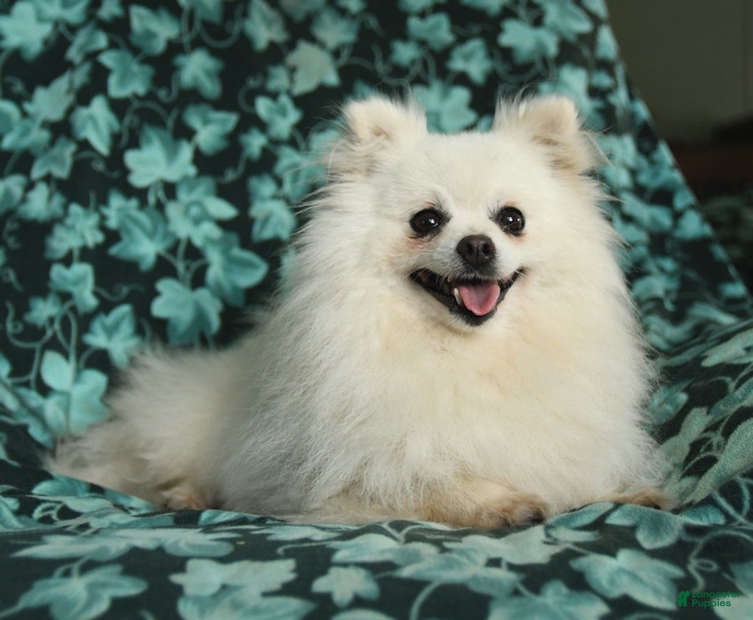 Pomeranian dogs for sale: Gloria - Image 2