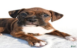 Boxer dogs for sale: Maxine - Image 7