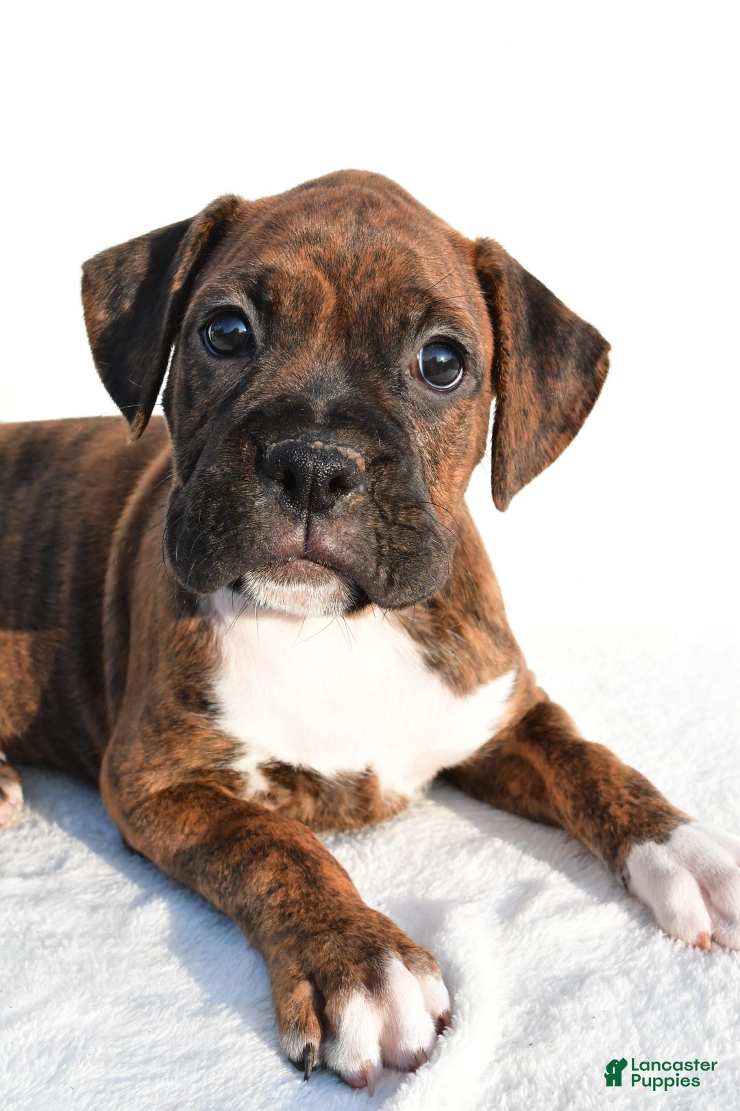 Boxer dogs for sale: Maxine - Image 7