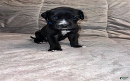 Great Dane dogs for sale: Black Male 4 - Image 2