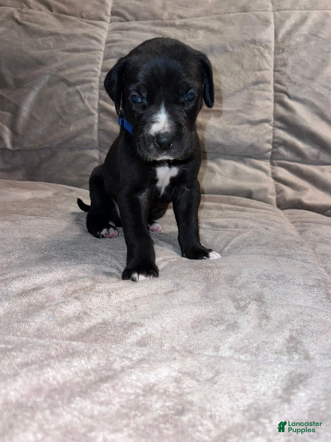 Great Dane dogs for sale: Black Male 4 - Image 2