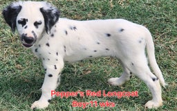 Dalmatian dogs for sale: Peppers Red Boy - Image 9