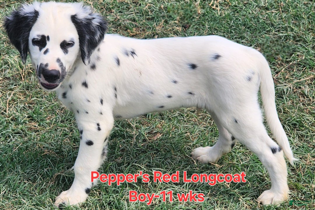 Dalmatian dogs for sale: Peppers Red Boy - Image 9