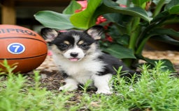 Welsh Corgi Pembroke dogs for sale: Coffee - Image 4