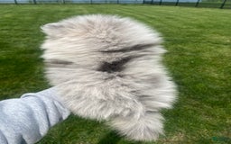 Pomeranian dogs for sale: Luca - Image 3