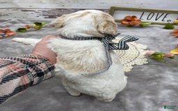Standard Poodle dogs for sale: Gus - Image 1