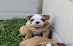 Olde English Bulldogge dogs for sale: Harper - Image 3