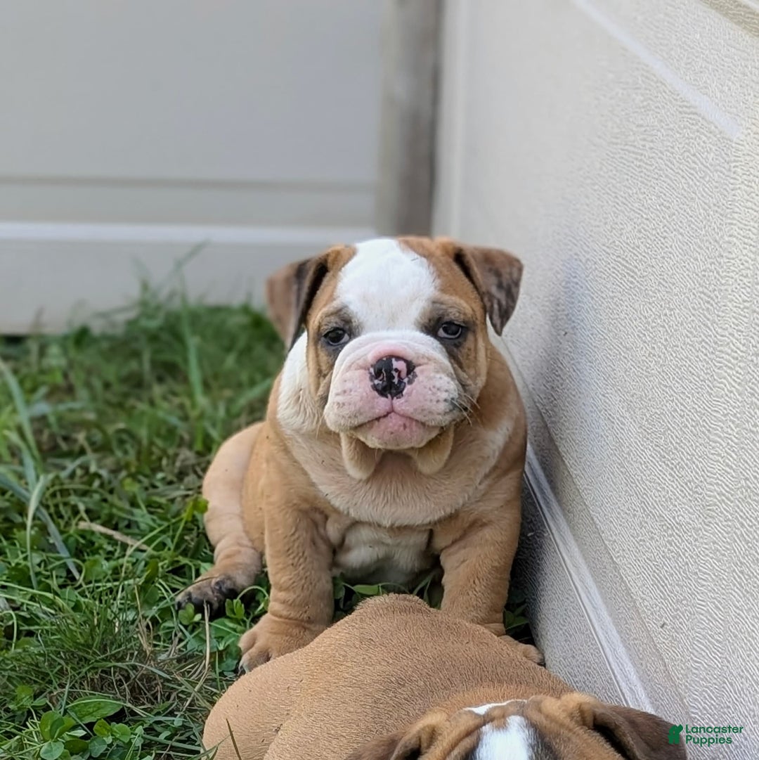 Olde English Bulldogge dogs for sale: Harper - Image 3
