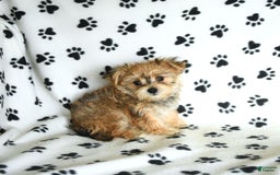 Morkie dogs for sale: Murphy - Image 8