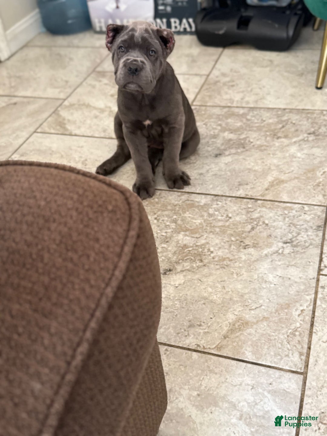 Cane Corso dogs for sale: Deebo - Image 2