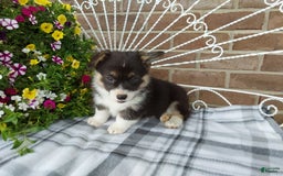 Welsh Corgi Pembroke dogs for sale: Chase - Image 14