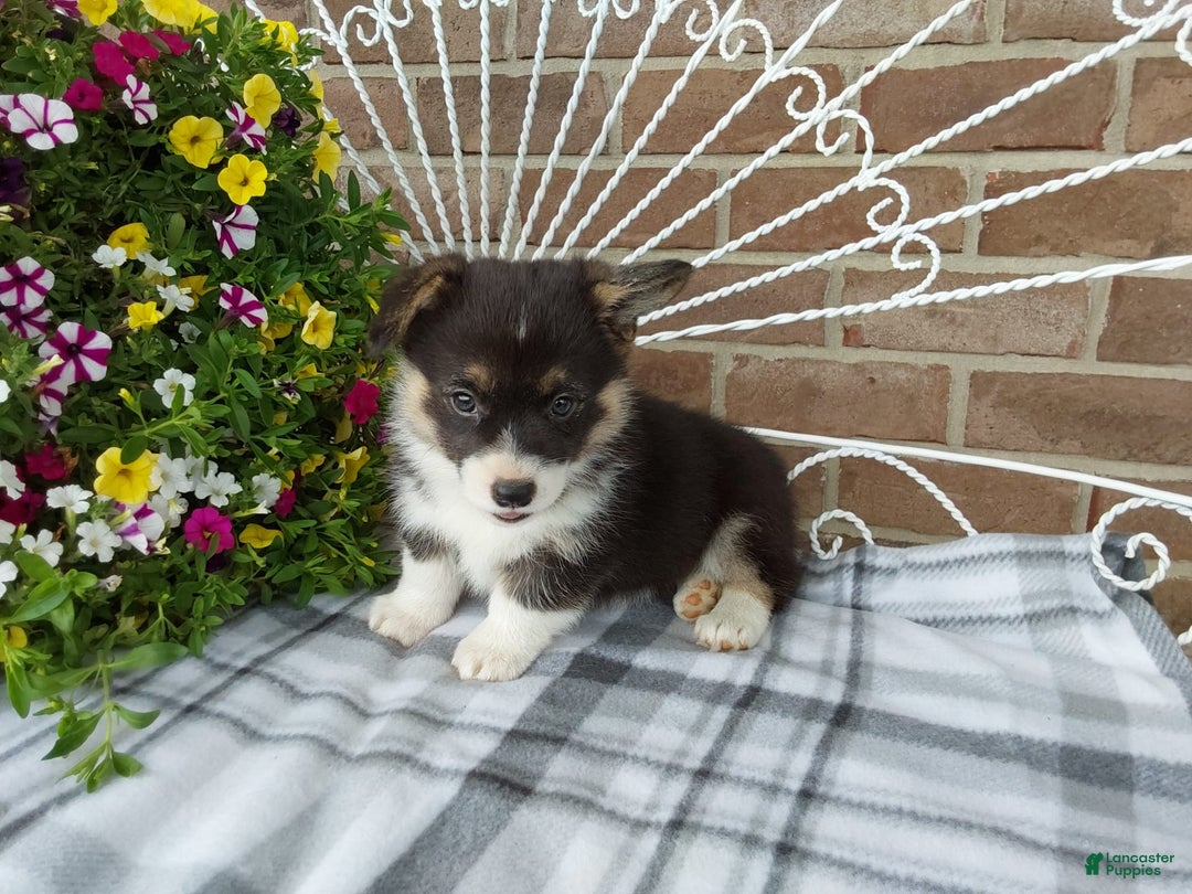 Welsh Corgi Pembroke dogs for sale: Chase - Image 14