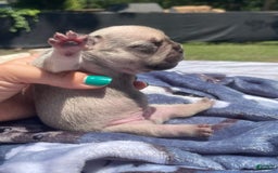 French Bulldog dogs for sale: French Bulldog 4 puppies - Image 6