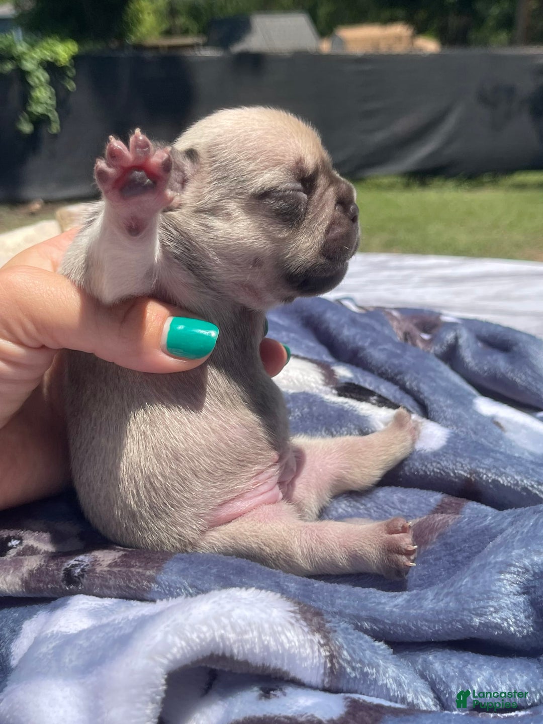French Bulldog dogs for sale: French Bulldog 4 puppies - Image 6