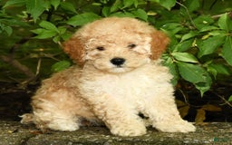 Mini Goldendoodle dogs for sale: Lacey - Image 6
