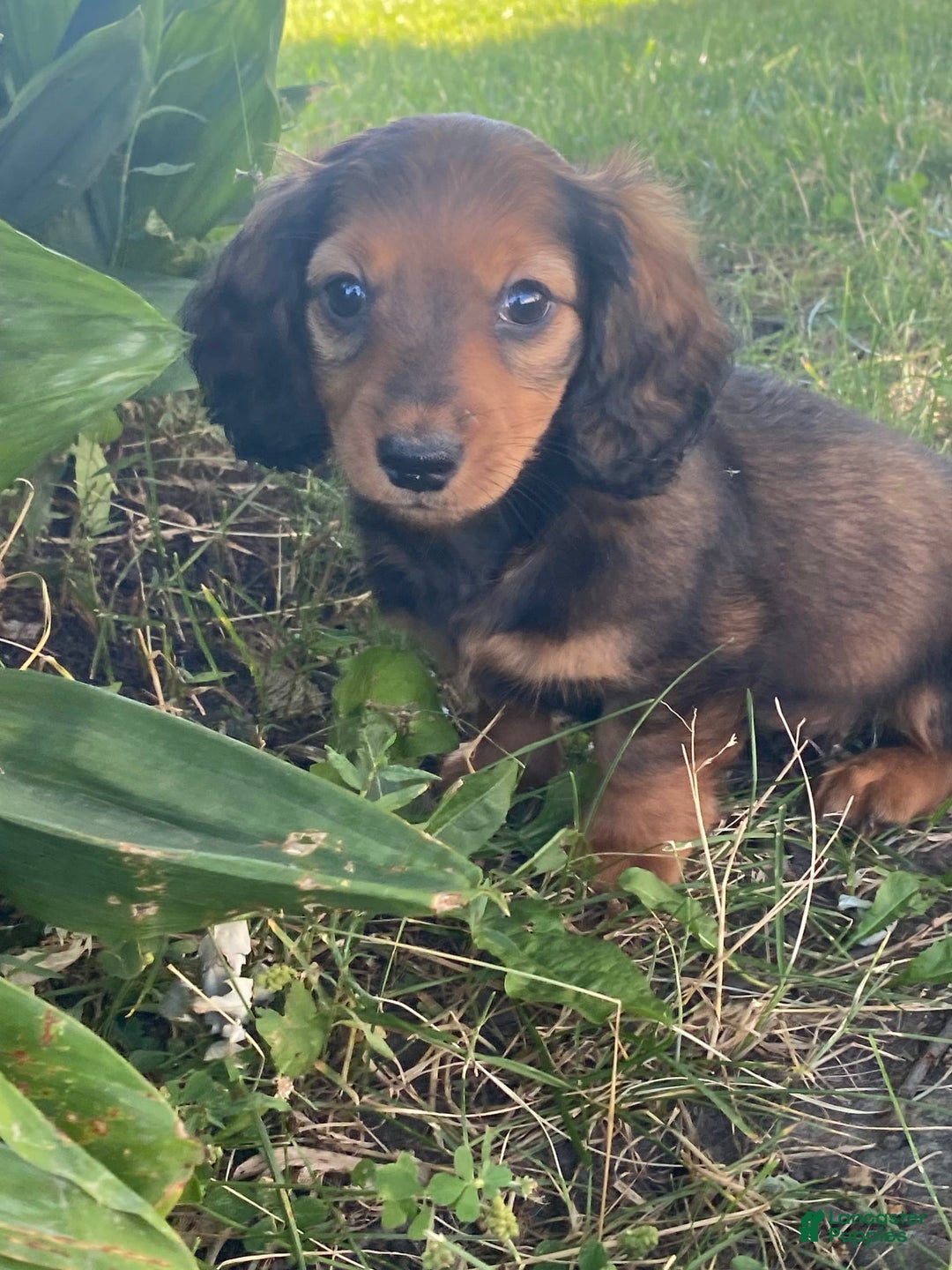 Dachshund dogs for sale: Dolly - Image 2