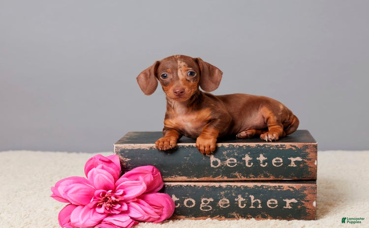 Miniature Dachshund dogs for sale - Ad 3
