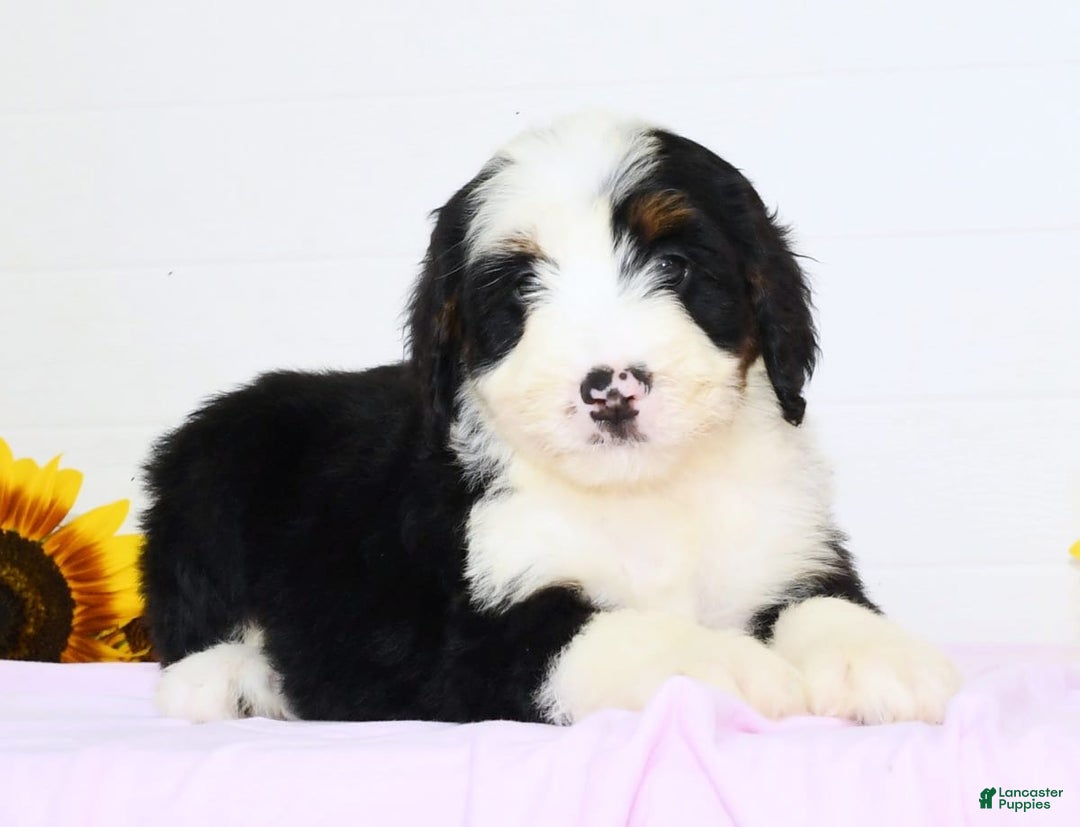 Mini Bernedoodle dogs for sale: Callie - Image 3