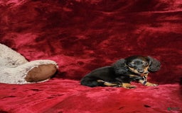 Miniature Dachshund dogs for sale: RYDER - Image 1
