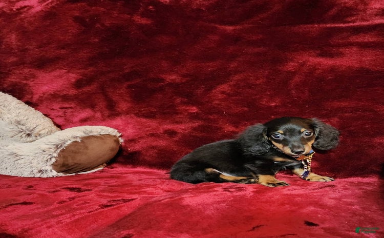 Miniature Dachshund dogs for sale - Ad 4