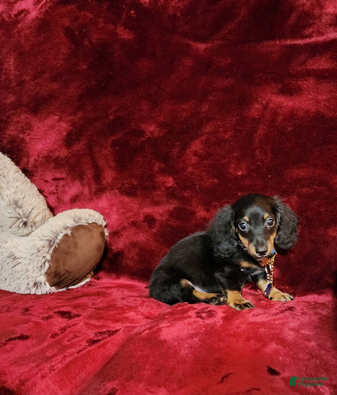 Miniature Dachshund dogs for sale: RYDER - Image 1