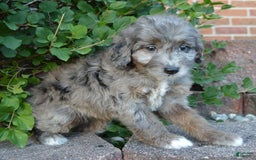 Mini Aussiedoodle dogs for sale: Mini Ava - Image 21