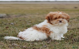 Shihpoo dogs for sale: Amy - Image 10