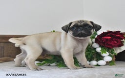 Puggle dogs for sale: Moonlight - Image 5
