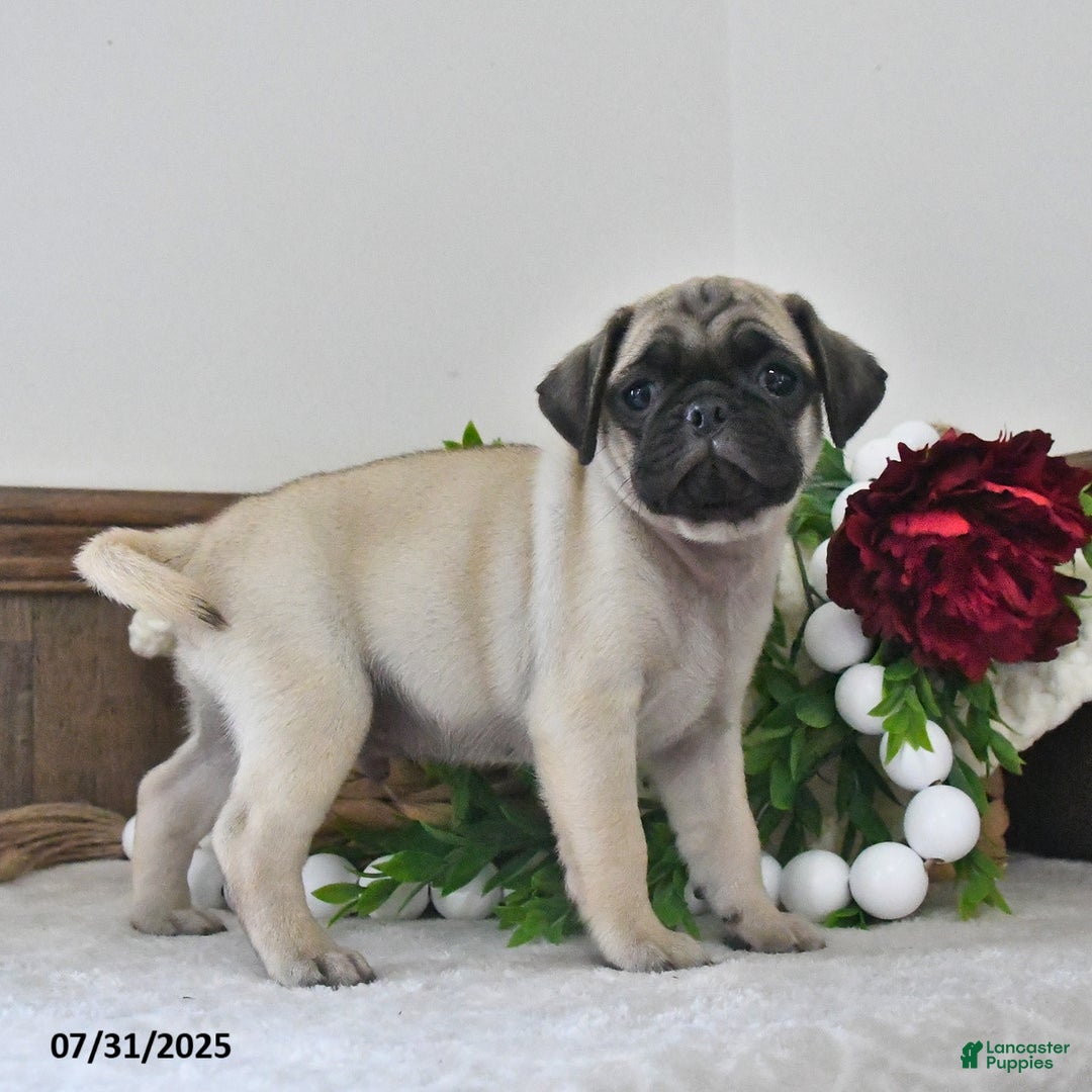 Puggle dogs for sale: Moonlight - Image 5
