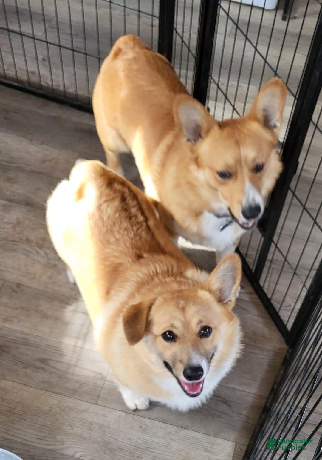 Welsh Corgi Pembroke dogs for sale: Yellow - Image 3