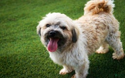 Havanese dogs for sale: Nutmeg - Image 12