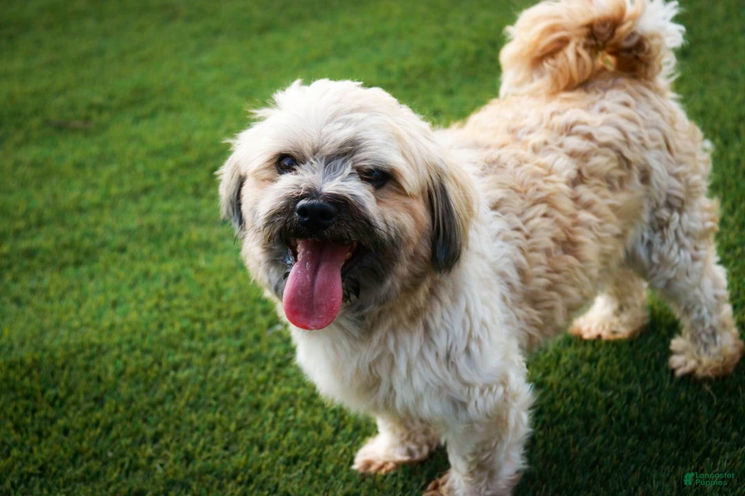 Havanese dogs for sale: Nutmeg - Image 12