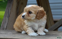 Cavapoo dogs for sale: Violet - Image 5